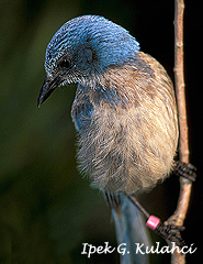 Ipek Kulahci- Florida scrub jay